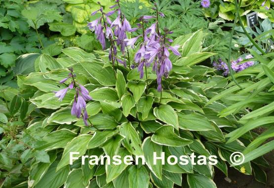 Hosta Scarlet Ribbons